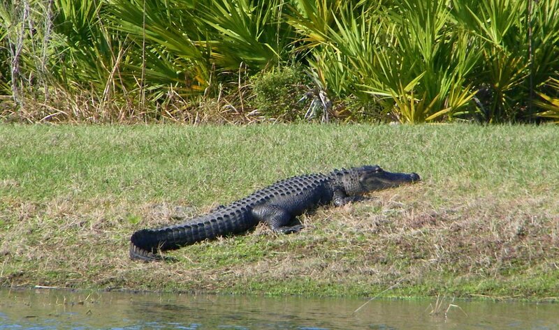 Alligator on grassy bank
