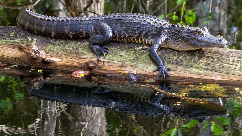 Alligator on Log — Black, Calm