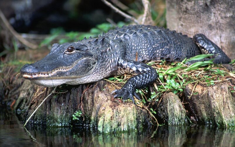 Alligator on Log — Black