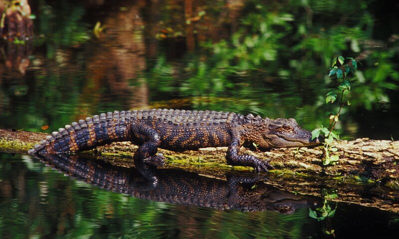 Alligator on Log — Green
