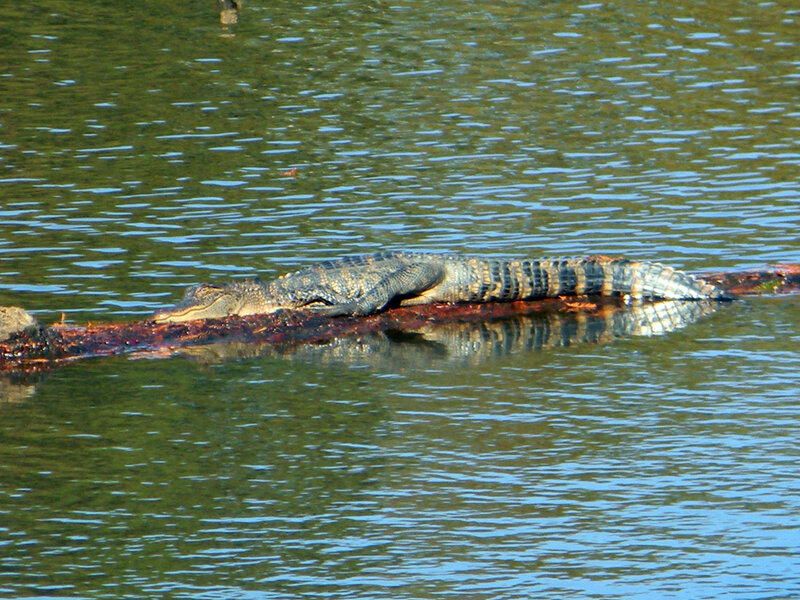 Alligator on Log