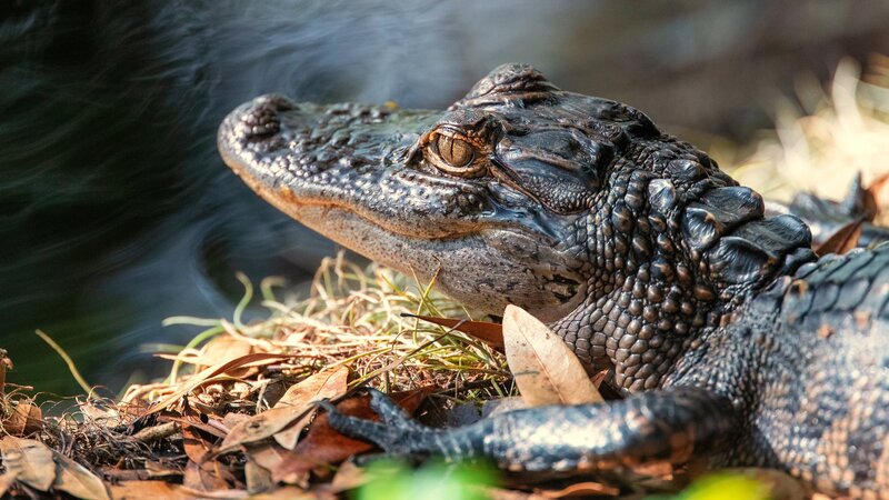 Alligator on Riverbank — Black