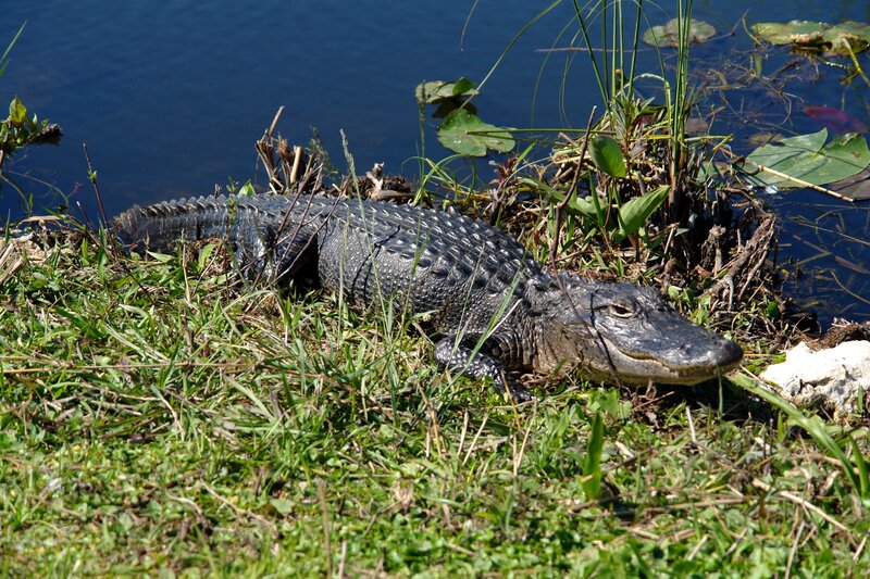 Alligator on Riverbank