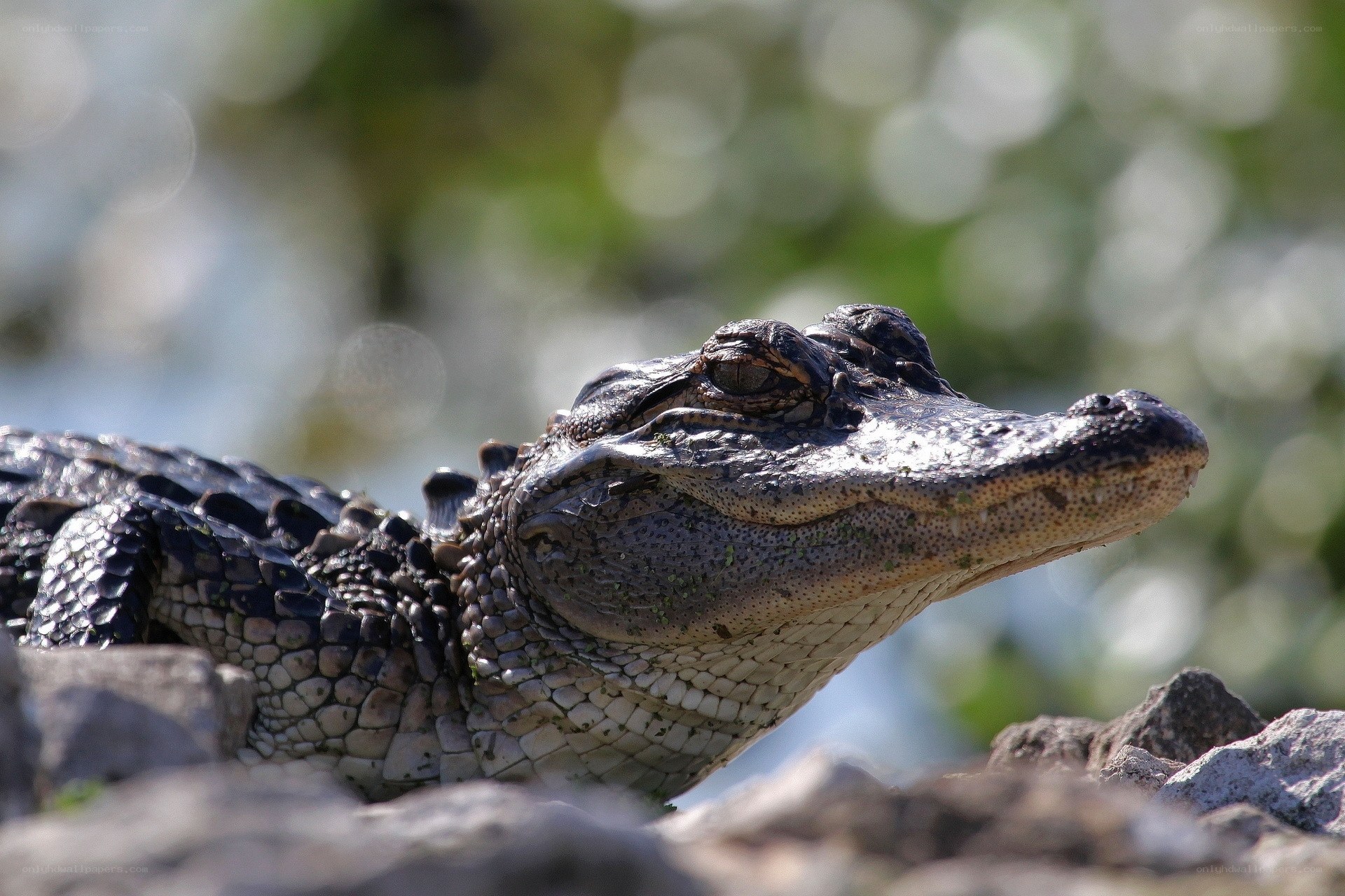 alligator on rocky shore
