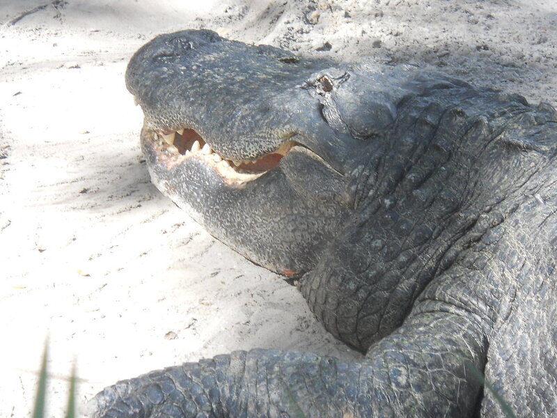 Alligator on Sand