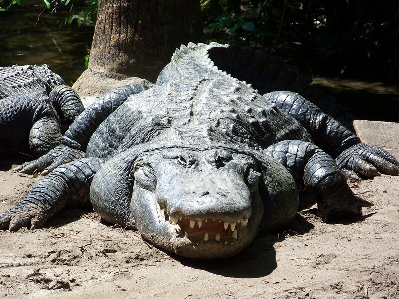 Alligator on Sandy Bank