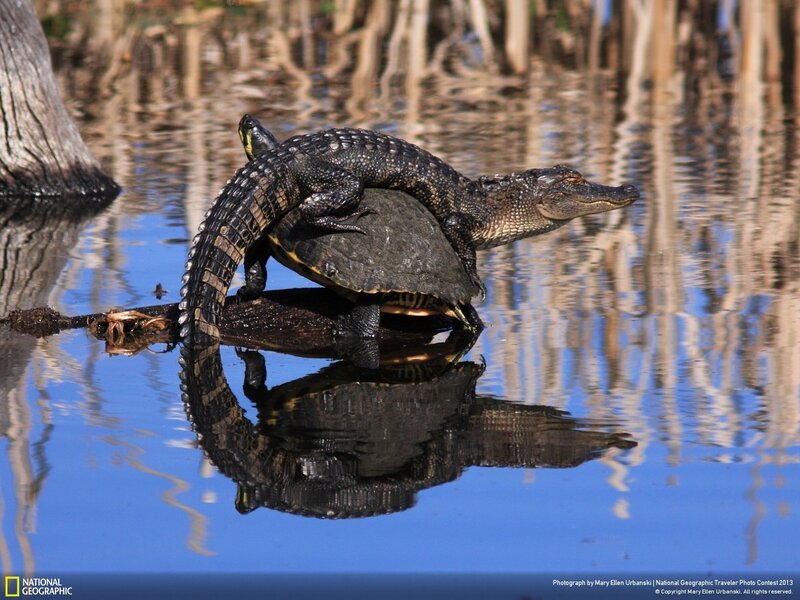 Alligator on Turtle — Blue