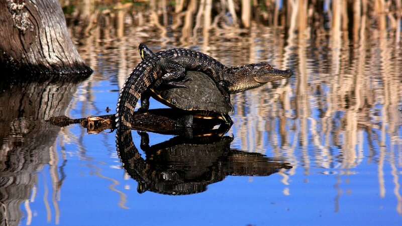 Alligator on Turtle
