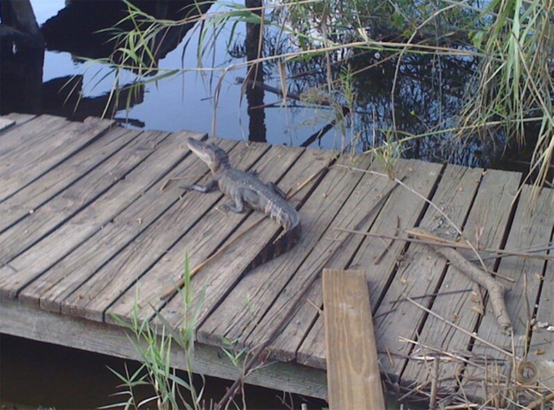Alligator on Wooden Dock