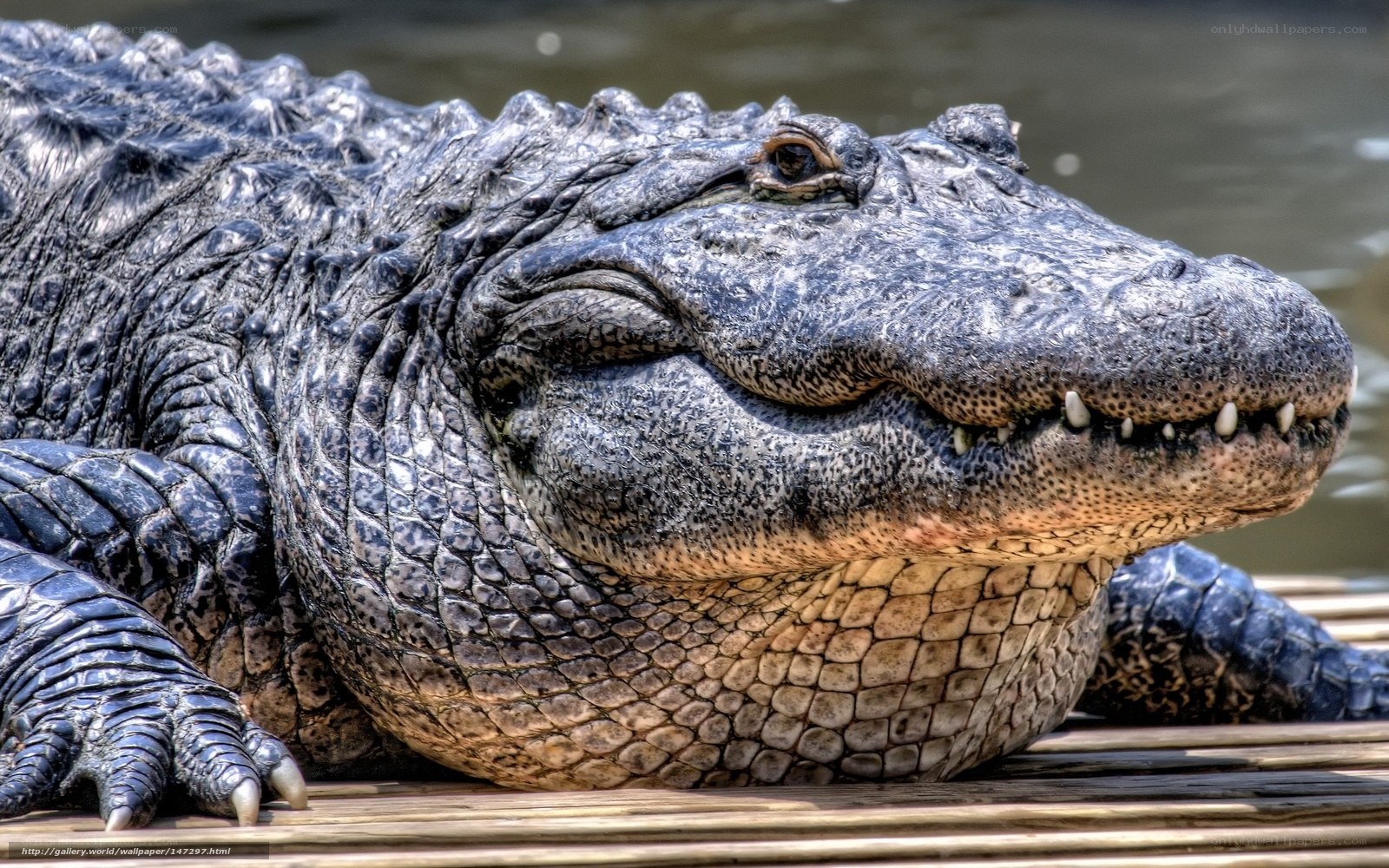 alligator on wooden platform
