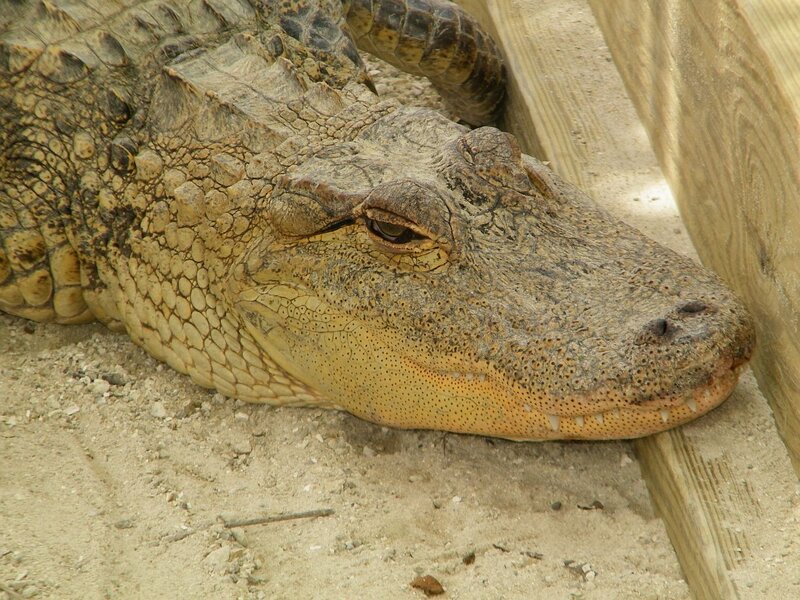 Alligator Resting on Sand