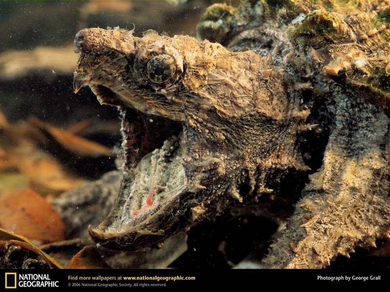 Alligator Snapping Turtle — Brown
