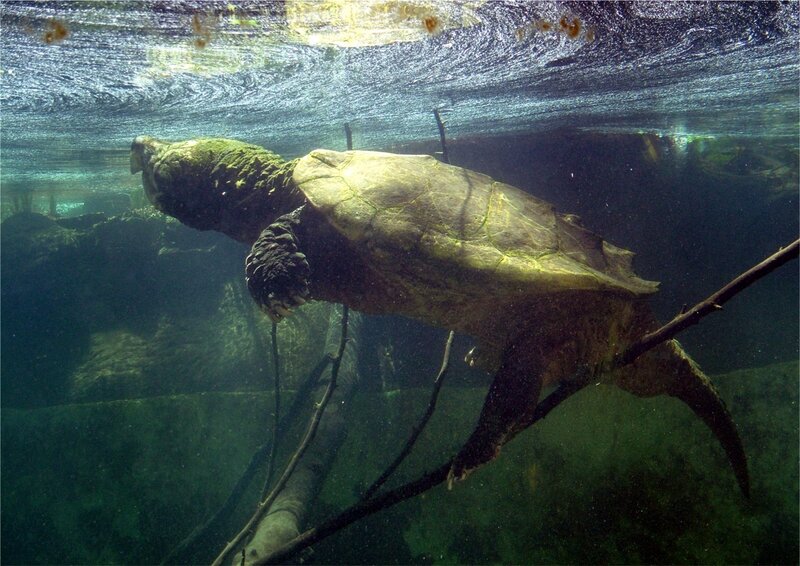 Alligator Snapping Turtle — Green, Calm