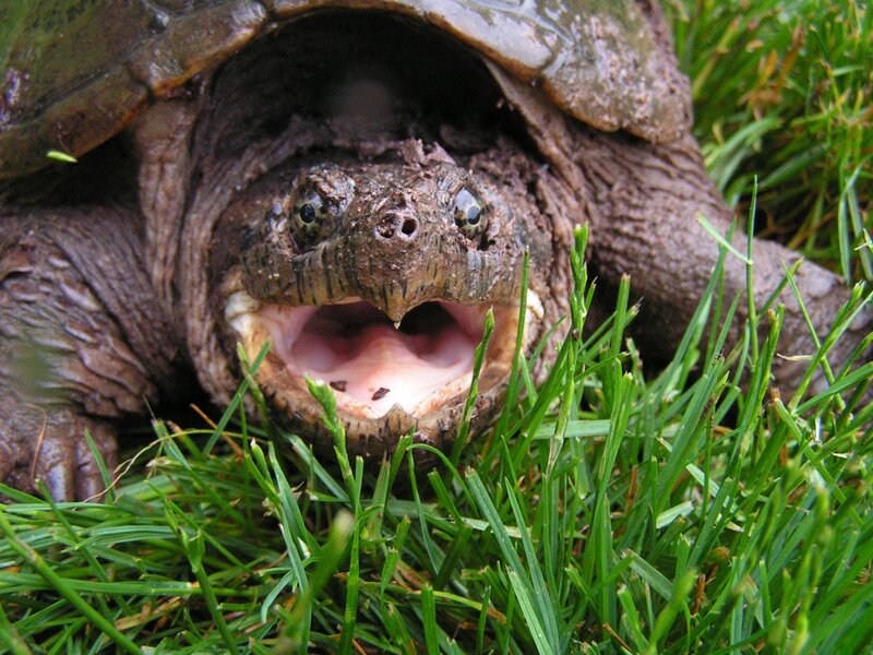 Alligator Snapping Turtle — Green