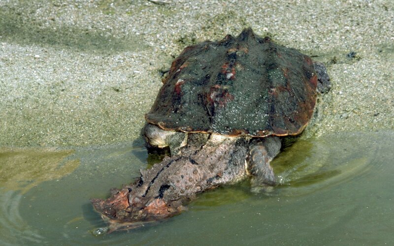 Alligator snapping turtle in water
