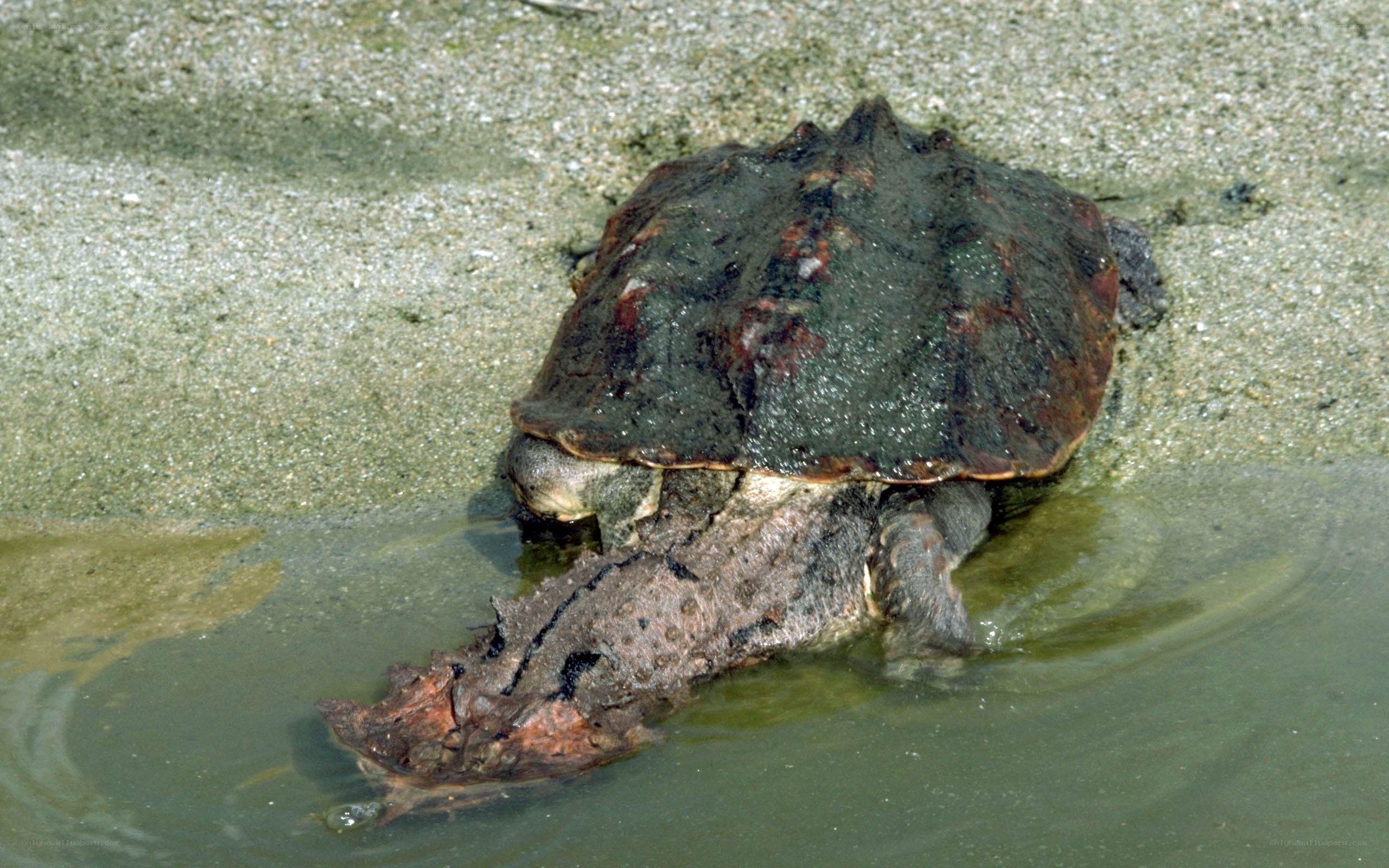 Alligator snapping turtle in water