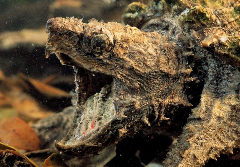 Alligator snapping turtle underwater
