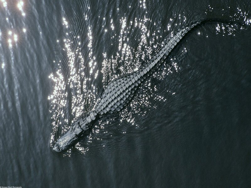 Alligator Swimming in Water — Black