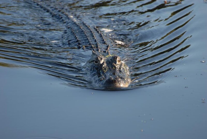 Alligator Swimming in Water — Blue