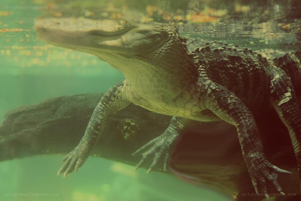 Alligator swimming underwater