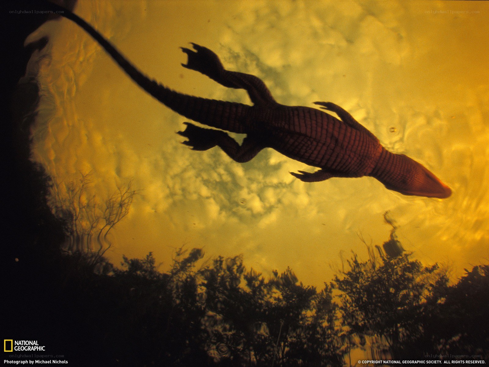 Alligator swimming underwater