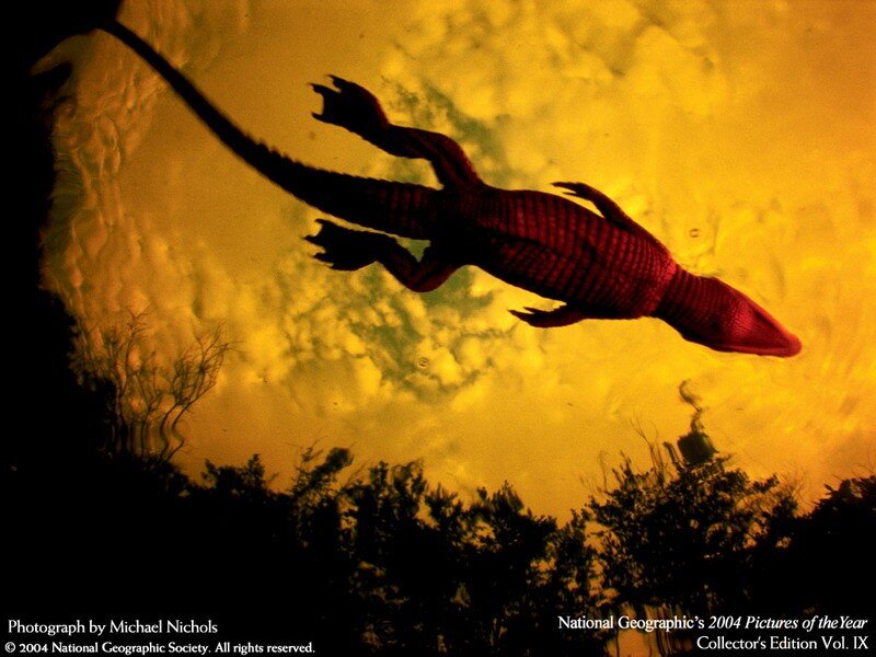 Alligator Swimming Underwater — Yellow