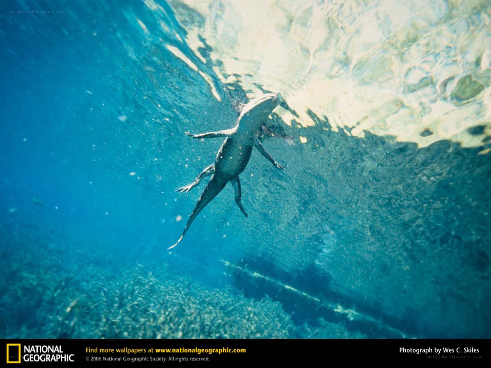 Alligator swimming underwater