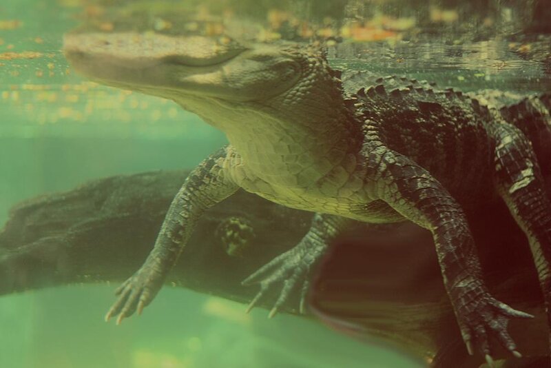 Alligator Underwater — Green
