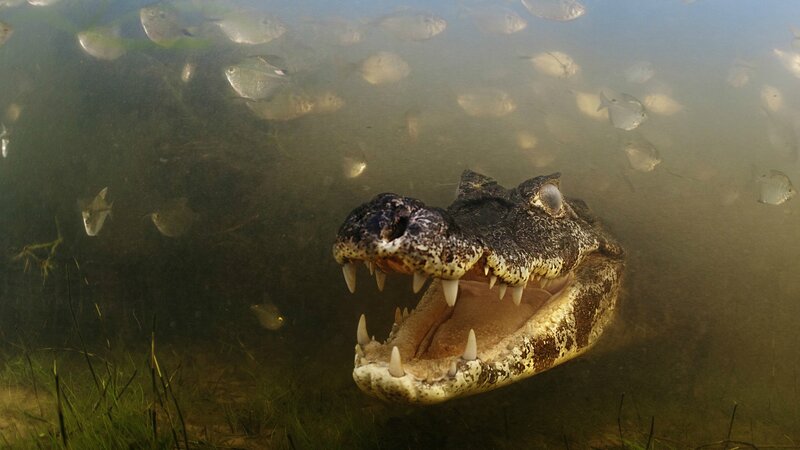 Alligator Underwater