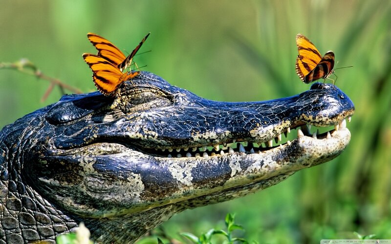 Alligator with Butterflies — Black, Calm