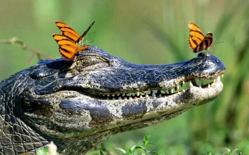 Alligator with Butterflies — Green, Calm