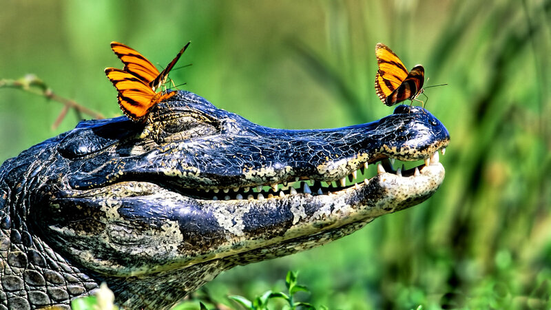 Alligator with Butterflies — Green