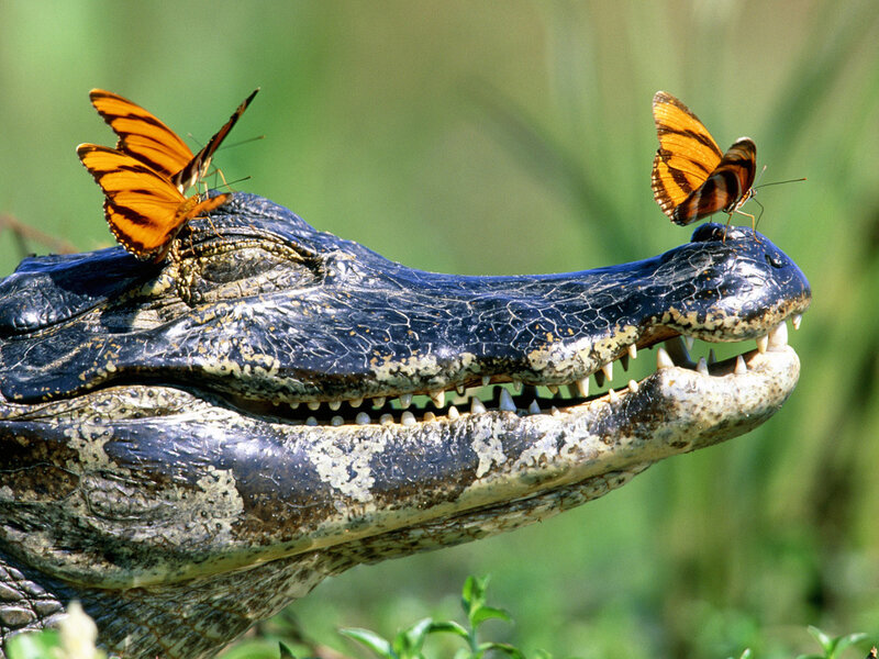 Alligator with Butterflies
