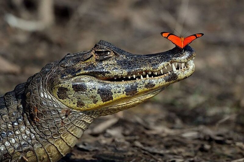 Alligator with Butterfly