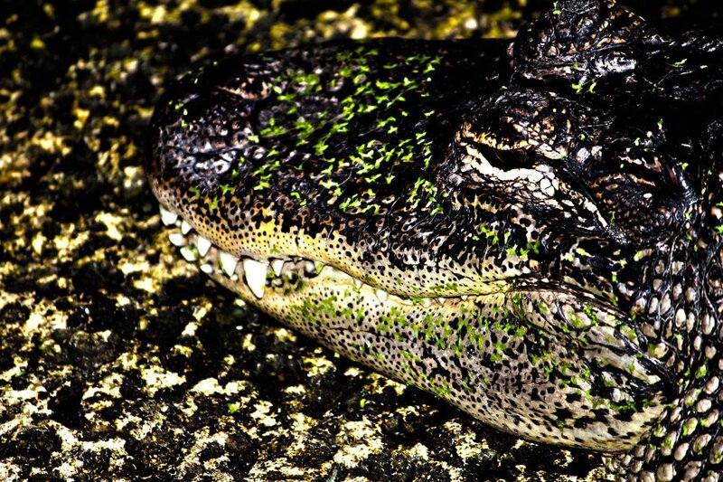 Alligator with green algae