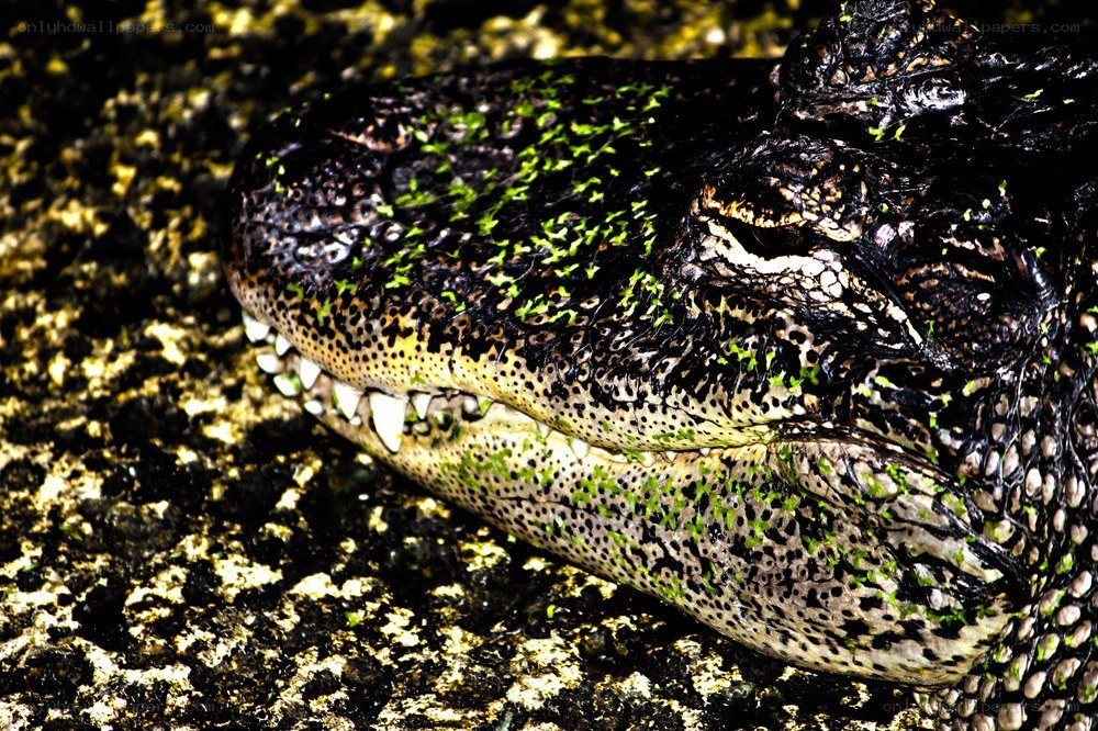 Alligator with green algae