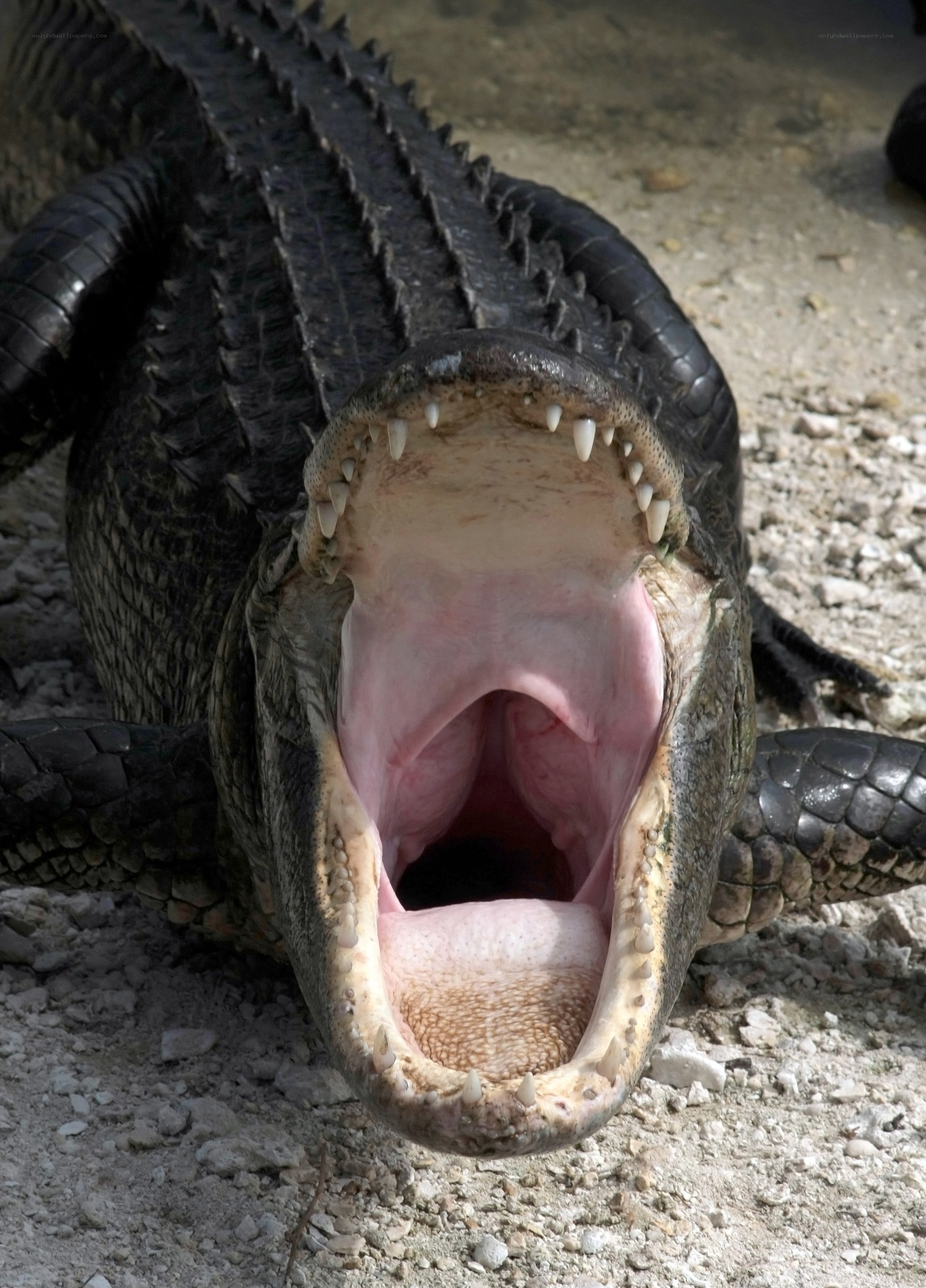 Alligator with open mouth