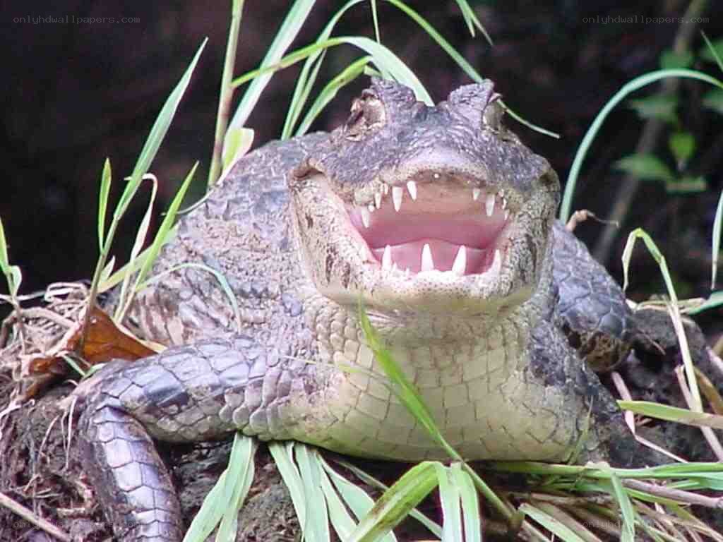 alligator with open mouth