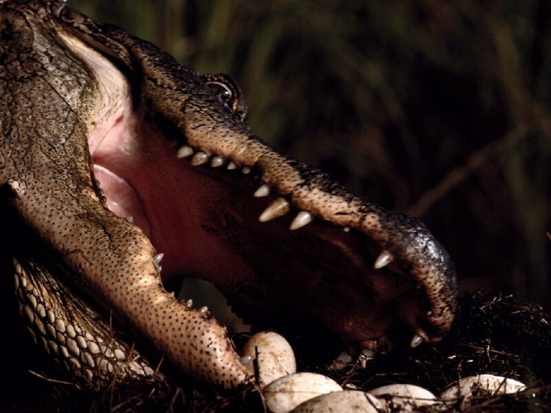 Alligator with open mouth