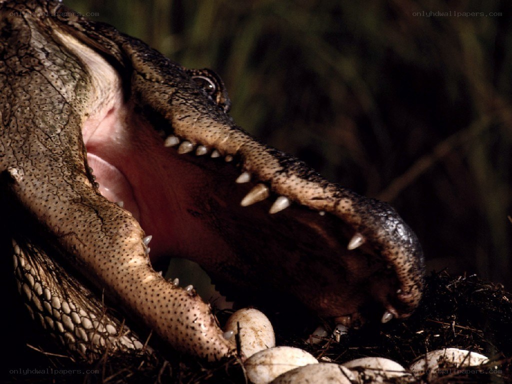 Alligator with open mouth