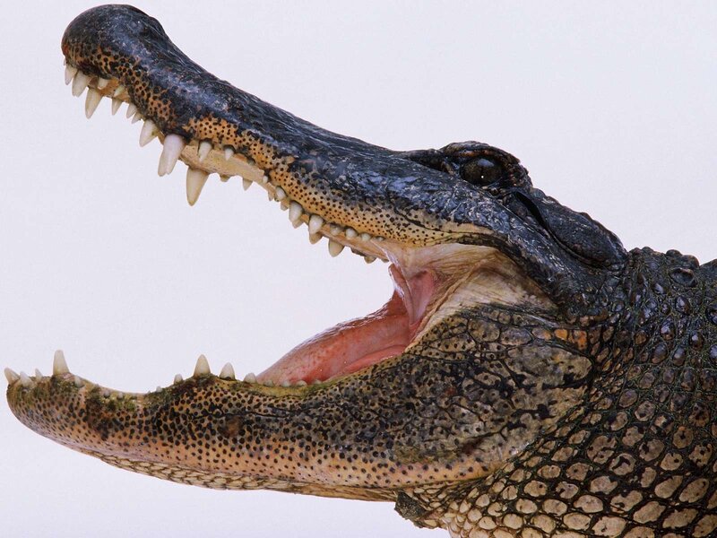 Alligator with Open Mouth — Black