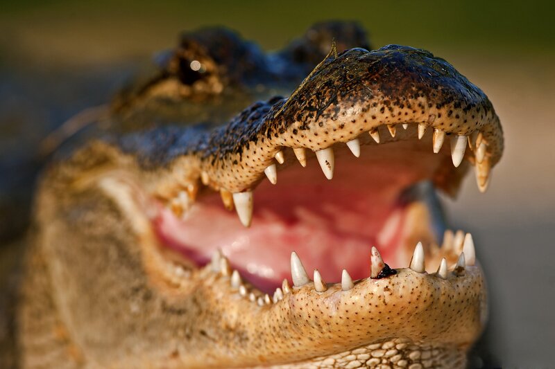 Alligator with Open Mouth — Brown, Intense