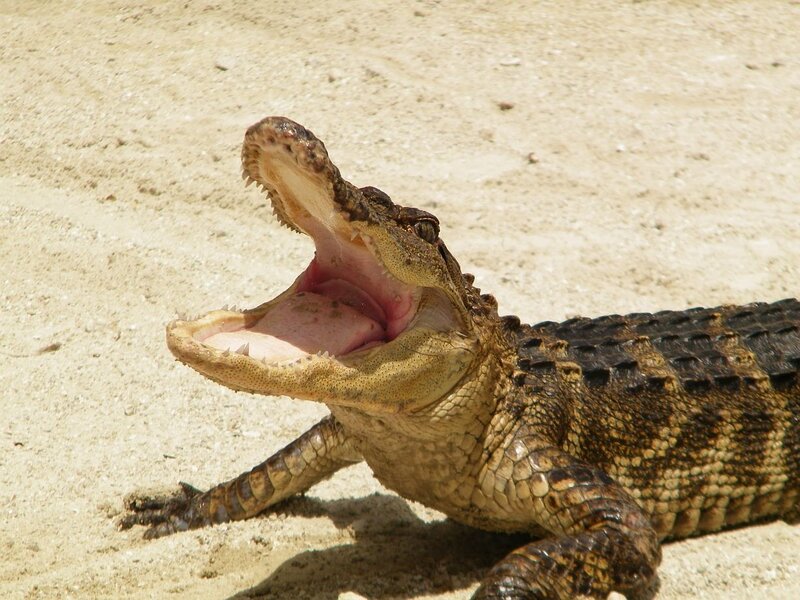 Alligator with Open Mouth — Brown