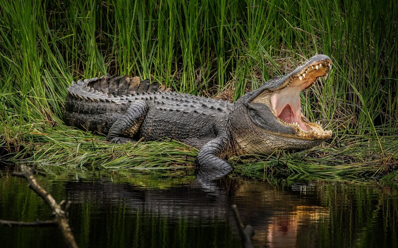 Alligator with Open Mouth — Green, Natural