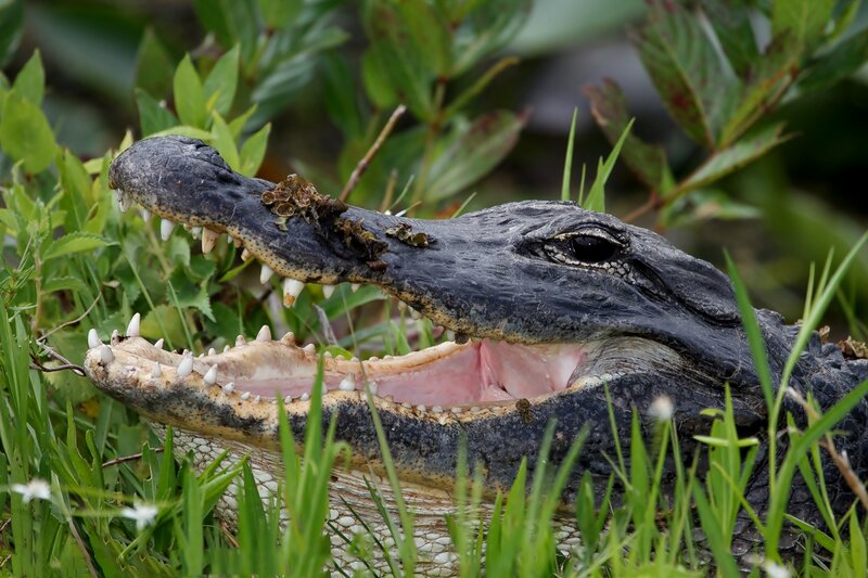 Alligator with Open Mouth — Green