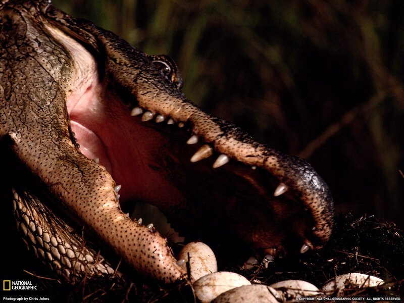Alligator with open mouth near eggs