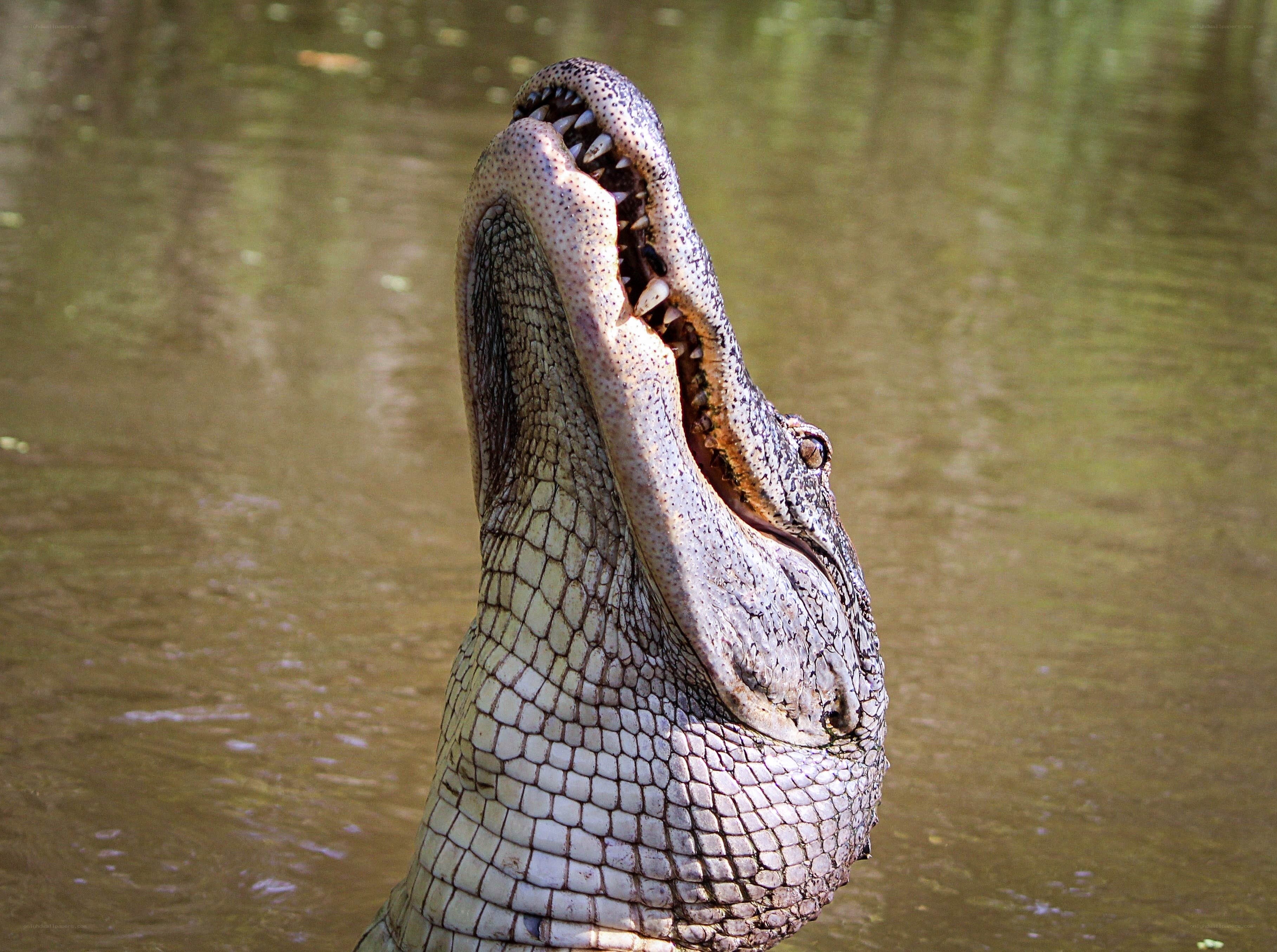 alligator with open mouth