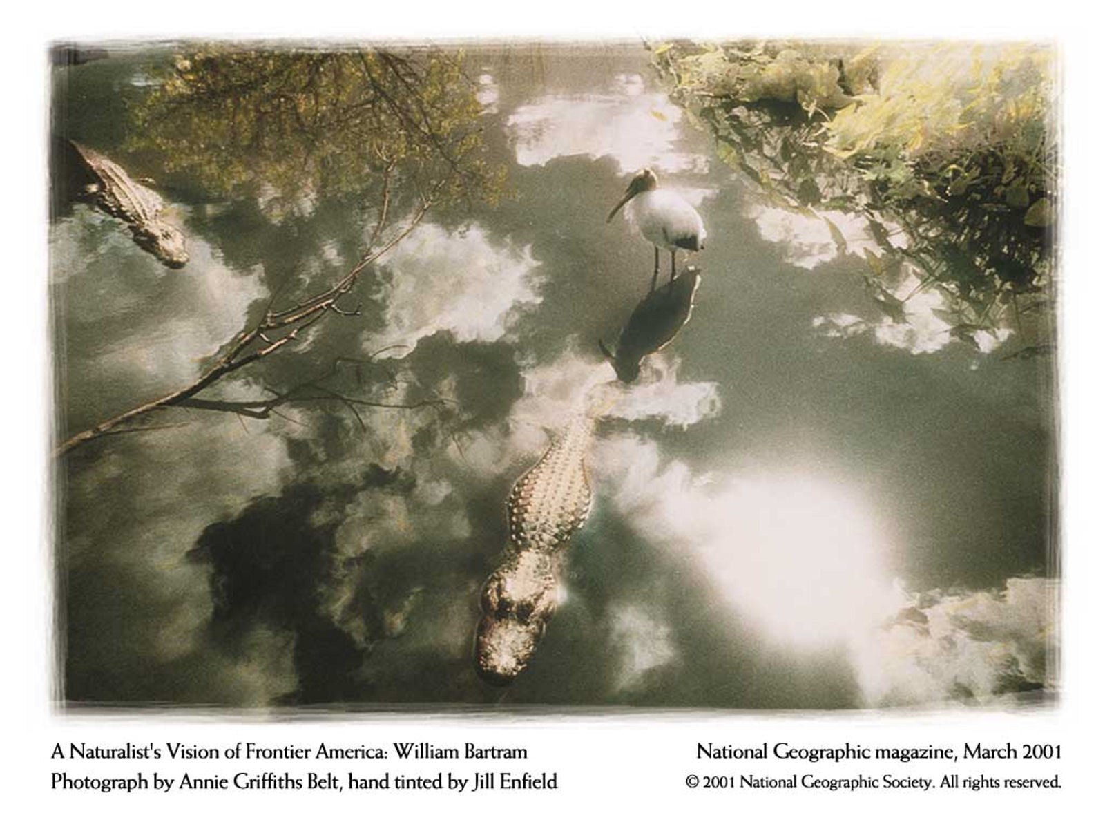 Alligators and a bird in water