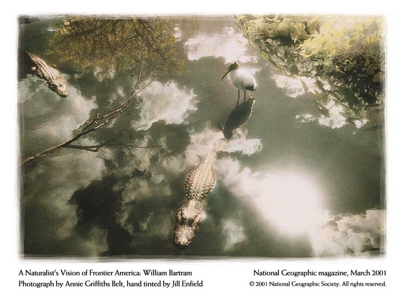 Alligators and a stork in water