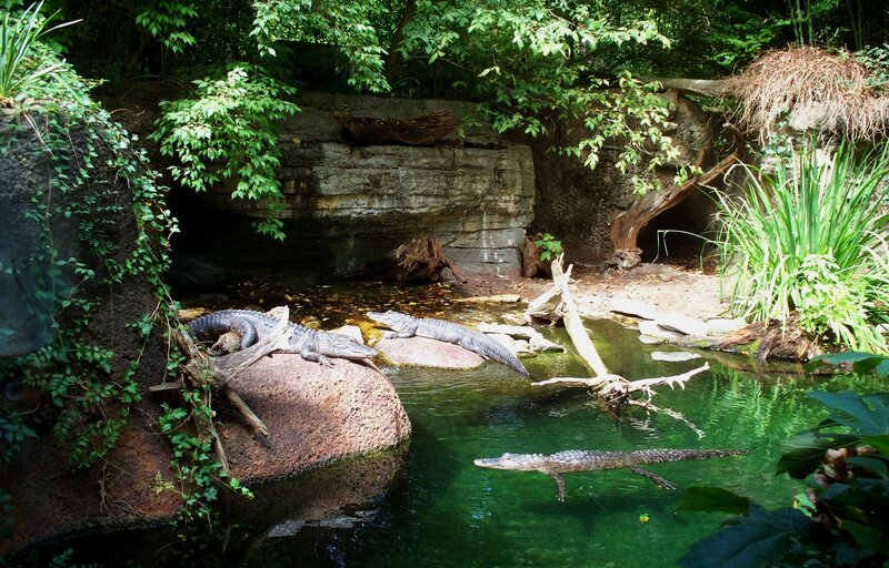 Alligators in a Pond